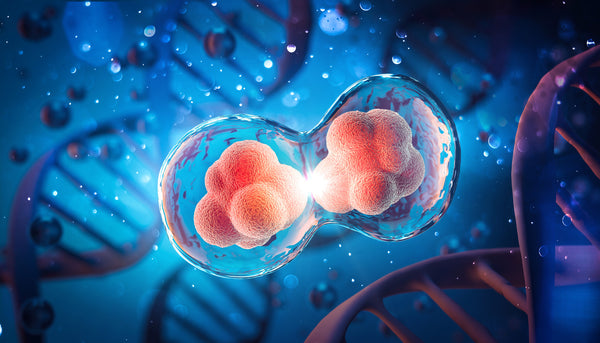 How do cells communicate with each other? – velabco